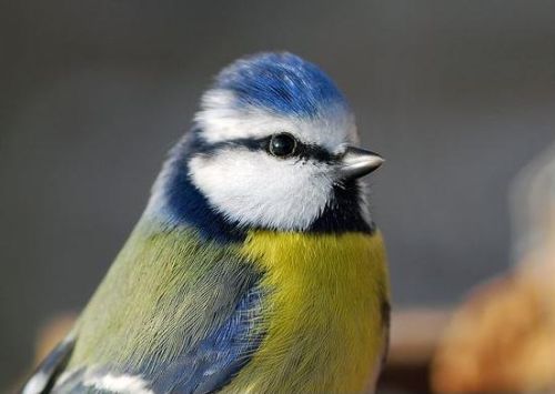 Blaumeise