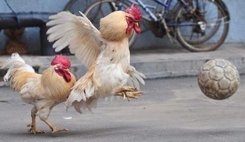 Vögel spielen auch Fussball