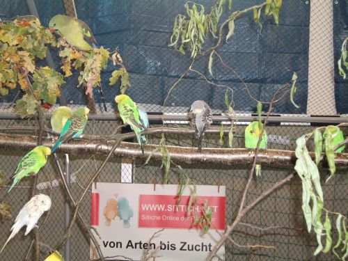 Vogelausstellung 2011